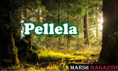 Pellela