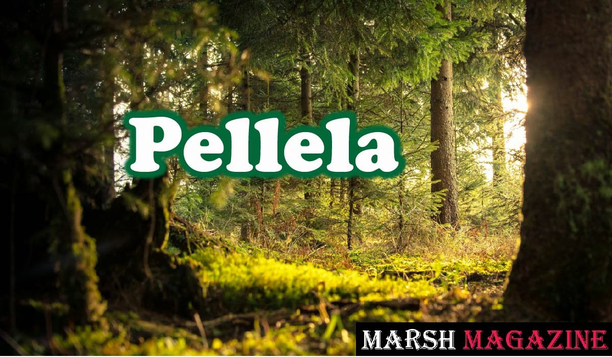 Pellela