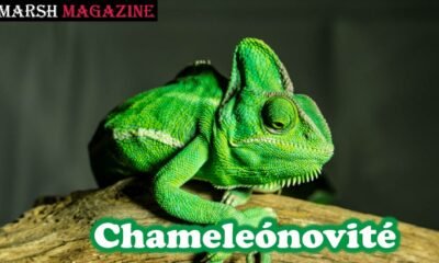 Chameleónovité
