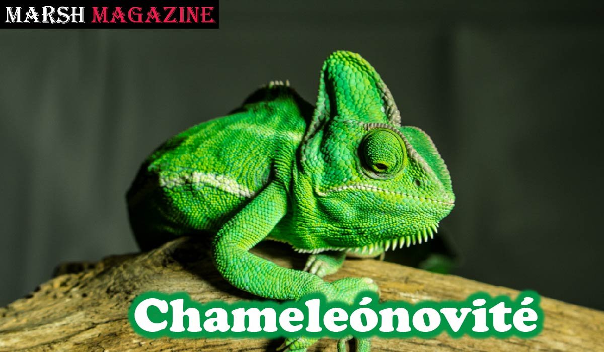 Chameleónovité