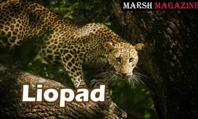 Liopad