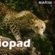 Liopad