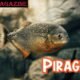 Piragnia