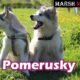 Pomerusky