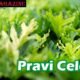 Pravi Celer