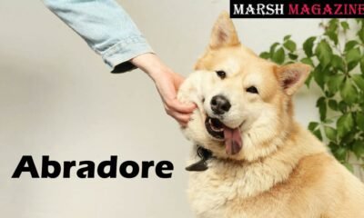 Abradore