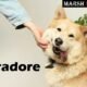 Abradore