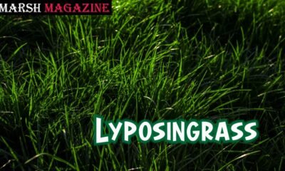 Lyposingrass