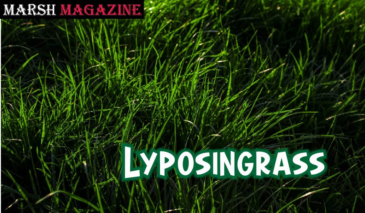 Lyposingrass
