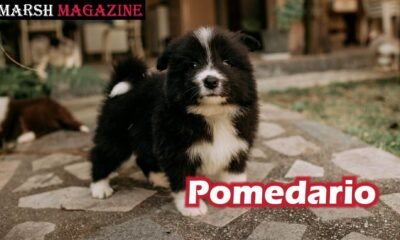 Pomedario