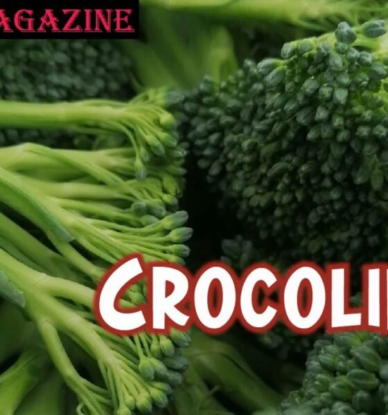 Crocolini